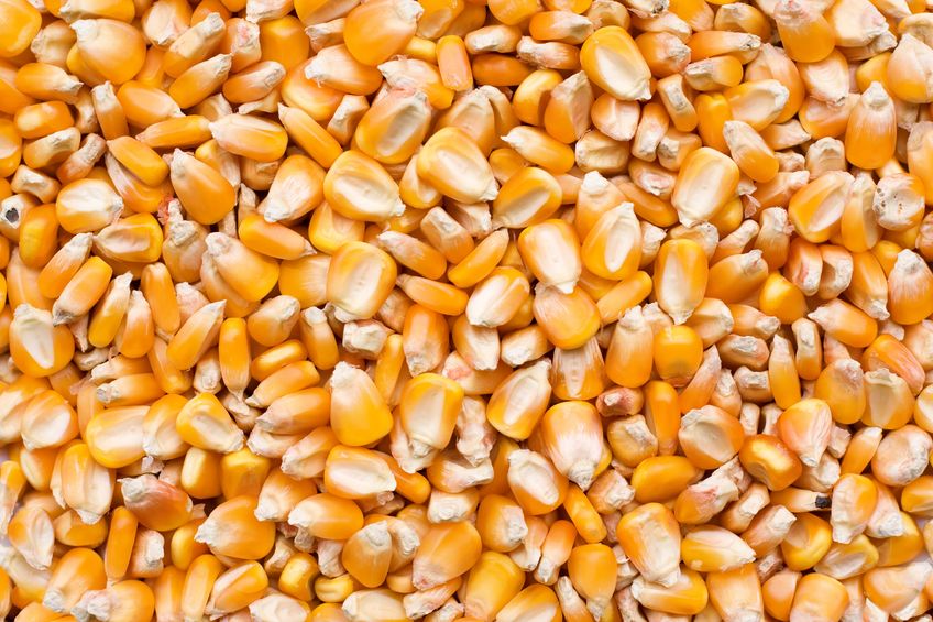 Close Up Background Image of Organic Corn